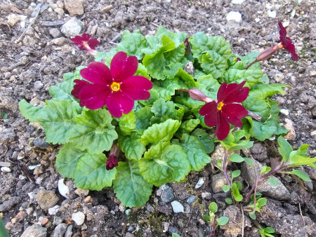 Primula ´Moerheimii´